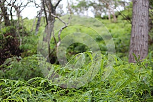 Ohia Field of Ferns