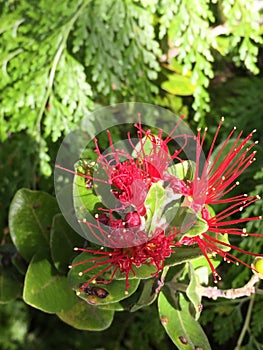 Ohia flower, Lehua