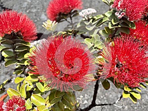 Ohia Lehua Flower