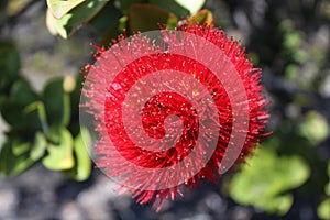 Ohia lehua flower pele big island fire lava Hawaii flower lei making merrie monarch forest