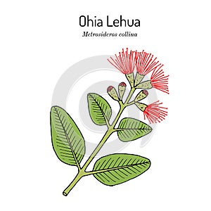 Ohia Lehua metrosideros macropus M. collina , state flower of Hawaii
