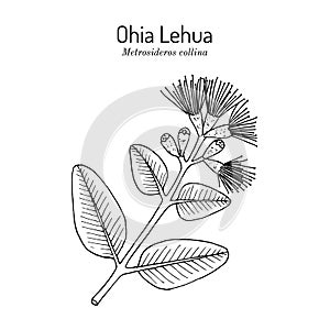 Ohia Lehua metrosideros macropus M. collina , state flower of Hawaii photo
