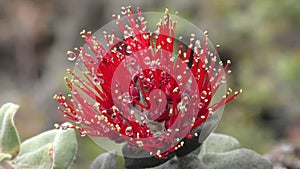 Ohia Lehua seen in Hawaii