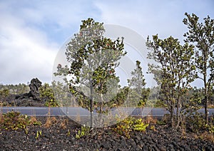 Ohia lehua trees growing beside the road in a field of lava on the Big Island, Hawaii.