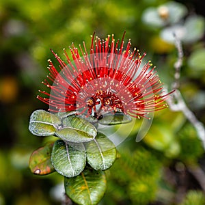 Ohia Lehua (Metrosideros polymorpha) or Mamo Flower and Plant, Molokai, Hawaii