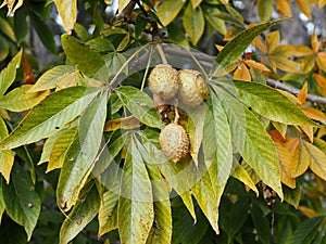 Ohio Buckeye Or Aesculus Glabra