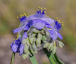 Ohio spiderwort, bluejacket Tradescantia ohiensis, clumped showing bright purple