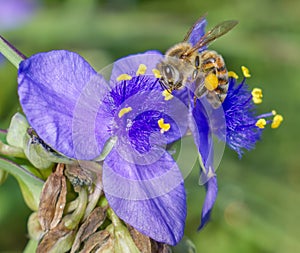 Ohio spiderwort, bluejacket Tradescantia ohiensis with a honey bee Apis mellifera