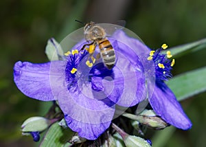Ohio spiderwort, bluejacket Tradescantia ohiensis with honey bee photo