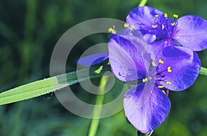 Ohio Spiderwort   22120 photo