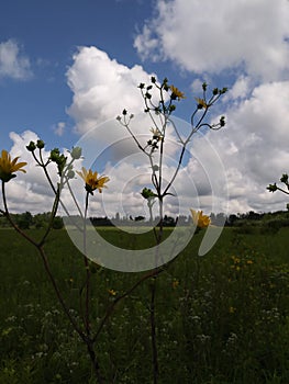 Ohio Wildflower Field