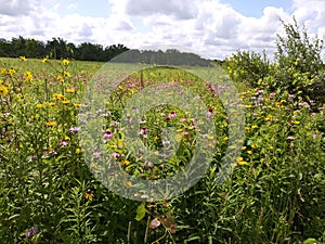 Ohio Wildflower Field