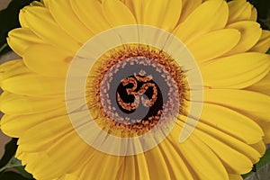 Ohm in the centre of petals on yellow flower