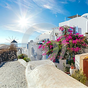 Oia street with blooming flowers in the summer, Santorini, Greece