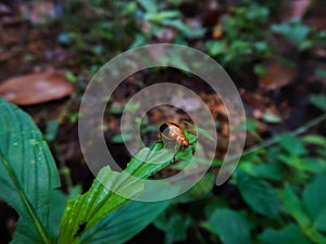 Oides affinis or Orange oxides leaf beetle on a green leaf