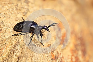 Oil beatle on roch photo