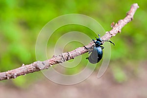 Oil beetle on a green background.