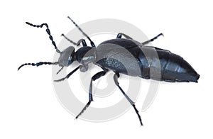 Oil beetle isolated on white background.
