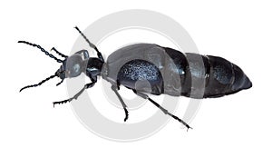 Oil beetle isolated on white background.
