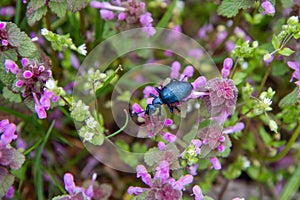 The Oil beetle (Meloe)