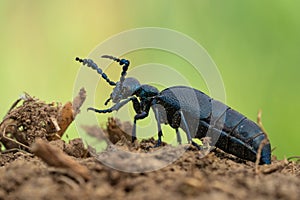 Oil Beetle Meloe proscarabaeus in Czech Republic