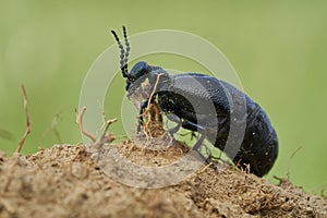 Oil Beetle Meloe proscarabaeus in Czech Republic