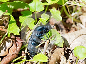 Oil Beetle - Meloe proscarabaeus