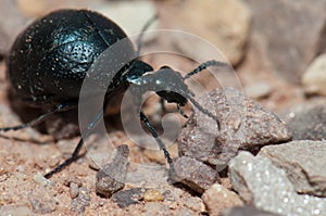 Oil beetle Meloe sp. Gallocanta Lagoon Natural Reserve.