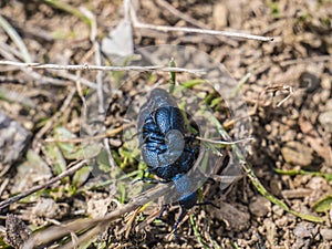 Oil beetle or Meloe  typically flightless, without functional wings, and shortened elytra