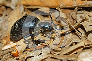 The oil beetle Meloe violaceus