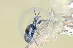Oil beetle / Meloe violaceus