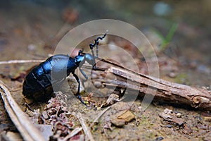Oil Beetle Queen ( Meloidae) on cluttered Forest Ground , Side View