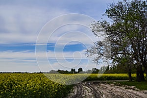 Oil colors in a rapeseed field with blue sky and clouds. Yellow field in bloom, a broken country road leads to it