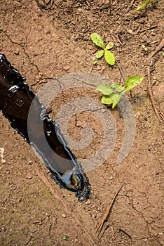 Oil contaminating the soil