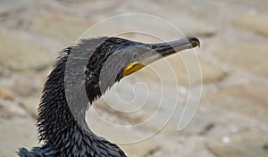 Oil covered cormorant