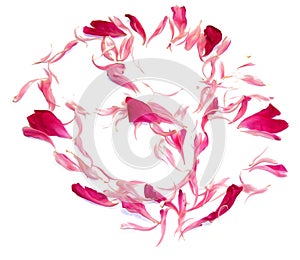 Oil draw perspective peony petals isolated on white