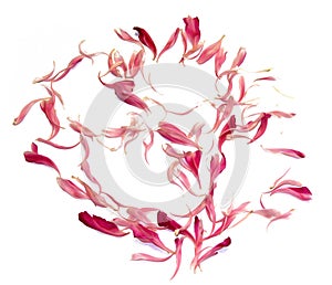 Oil draw perspective peony petals isolated on white