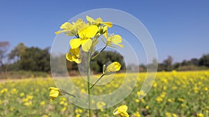 Oil flower yellow color food photo