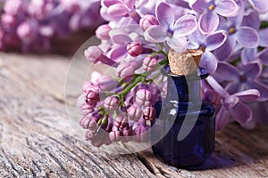 Oil from the fragrant flowers of lilac horizontal