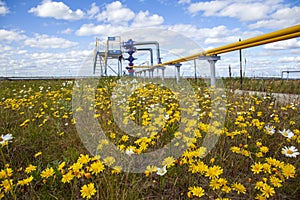 Oil, gas industry. Group wellheads and valve armature, Gas valve, Gas well of high pressure, wild daisies against a background of