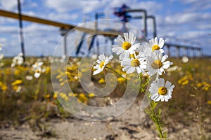 Oil, gas industry. Group wellheads and valve armature, Gas valve, Gas well of high pressure, wild daisies against a background of