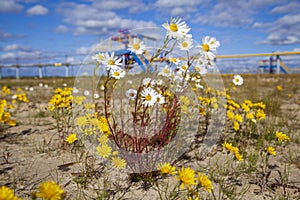 Oil, gas industry. Group wellheads and valve armature, Gas valve, Gas well of high pressure, wild daisies against a background of