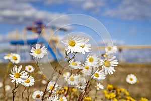 Oil, gas industry. Group wellheads and valve armature, Gas valve, Gas well of high pressure, wild daisies against a background of