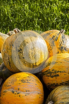 Oil Lady Godiva cucurbita pumpkin pumpkins from autumn harvest