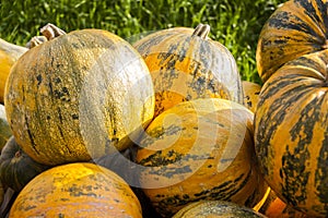 Oil Lady Godiva cucurbita pumpkin pumpkins from autumn harvest