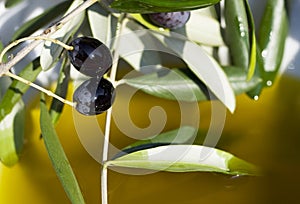 Oil and olives photo