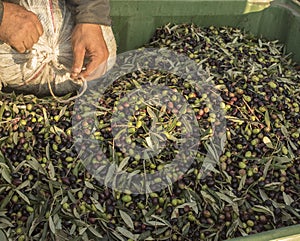 Olio un oliva.. (quello). prossimo vergine oliva. produzione fase. consegna da oliva 