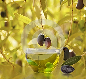 Oil olives leaves in green olive trees background