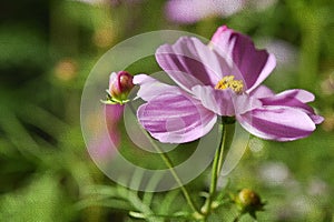 Oil Paint paper Dark Pink white Cosmos Flowers