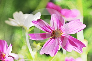 Oil Paint paper Dark Pink white Cosmos Flowers